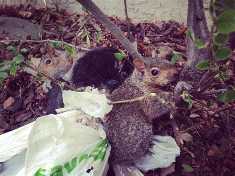 Wildlife and Litter Don’t Mix | AIWC