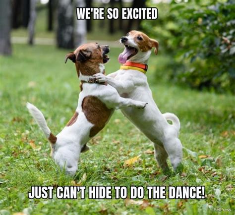 10+ Funny Dancing Dog Meme | PetPress