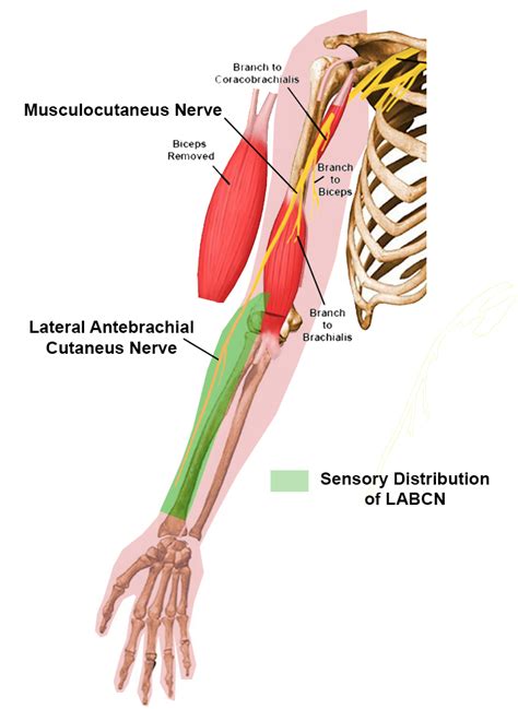 Lateral antebrachial cut. nerve - Anatomy - Orthobullets