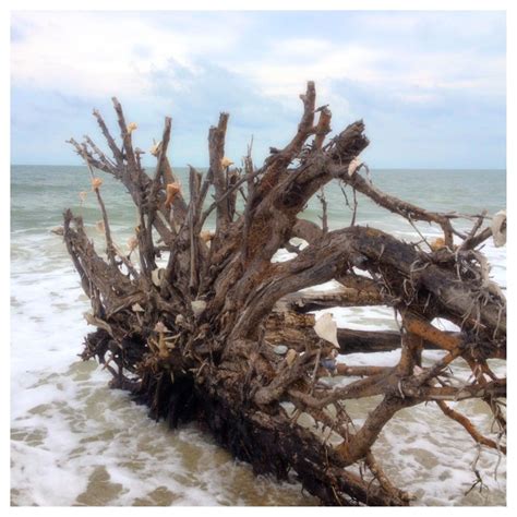 Botany Bay Beach. Edisto, SC - you are not allowed to take the shells ...