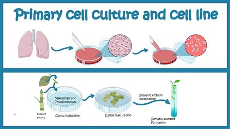 Animal Cell Culture Procedure - Cell Culture Introduction Abm Inc ...