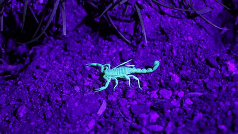 How to Repel Scorpions Naturally (Get Rid of Them Permanently) | BugWiz