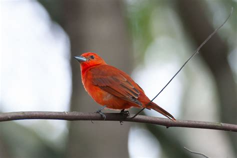 Red Tanager Piranga flava Lowland Hepatic Tanager Piranga lutea Tooth ...