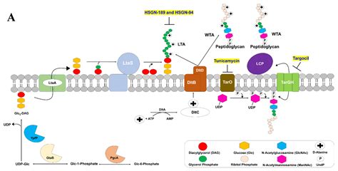 Molecules | Free Full-Text | Lipoteichoic Acid Biosynthesis Inhibitors ...