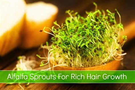 Alfalfa Sprouts For Rich Hair Growth - Seriously Natural