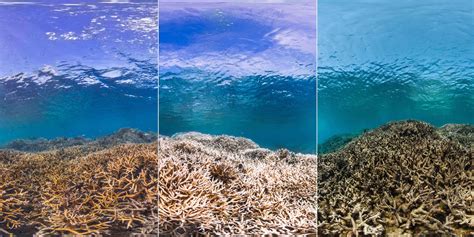 What would happen if there were no coral reefs? — The Reef World ...