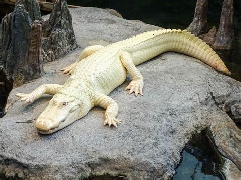 Walking Arizona: Rare Albino Alligator