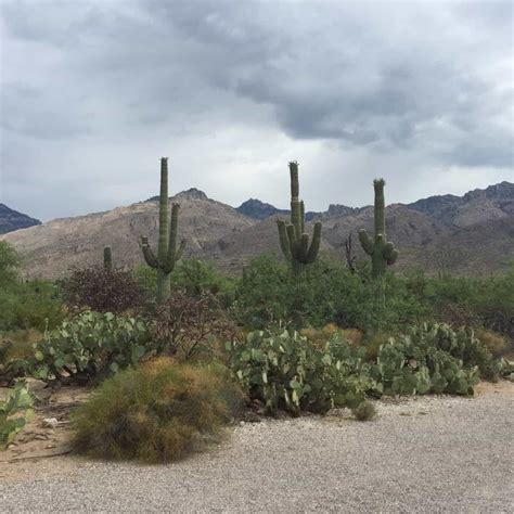 Sabino Canyon - Attraction Guide | TucsonTopia