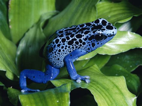 Amazing Poison dart frog - Poison frog Facts, Photos, Information ...