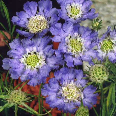 Scabiosa Seed - Blue Pincushion Flower Seeds