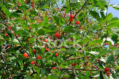 Sour Cherry Tree Stock Photo | Royalty-Free | FreeImages