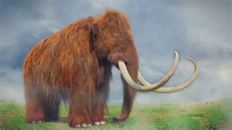 16 Interesting Facts About Woolly Mammoths