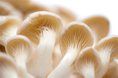 Fresh white oyster mushrooms - Free Stock Image