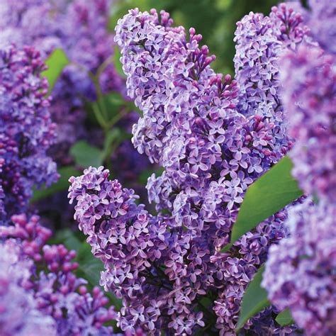 Garden State Bulb Common Purple Lilac Shrub, Live Bare Root (Bag of 1 ...