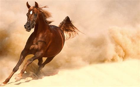 Free photo: Running horse - Animal, Field, Grass - Free Download - Jooinn