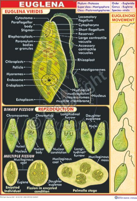 😀 Asexual reproduction in euglena. Asexual and Sexual Reproduction in ...