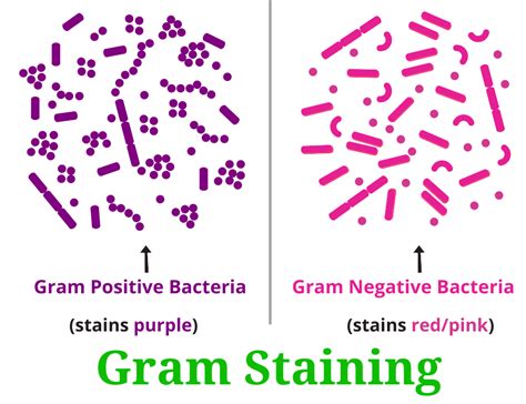 Gram Staining Procedure : Principle, Practical, and Example - RBR Life ...