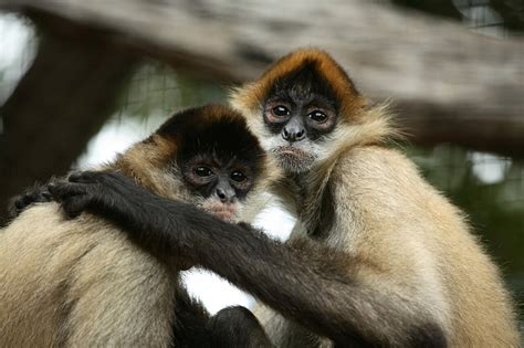 Black-Handed Spider Monkey - Honolulu Zoo Society