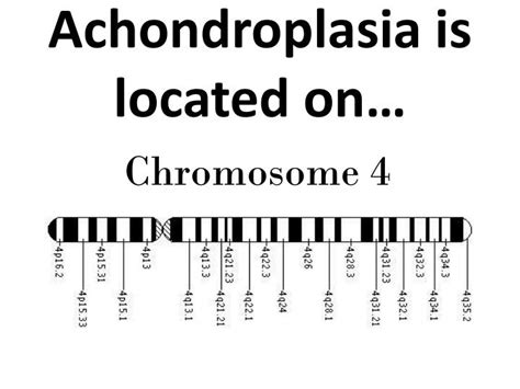 PPT - Achondroplasia PowerPoint Presentation - ID:3841118