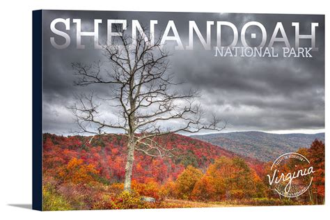 Shenandoah National Park, Virginia - Fall Colors & Tree - Lantern Press ...