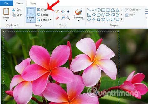 Cách cắt hình ảnh bằng Paint - Chọn vùng cắt hoặc chọn tự do