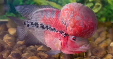 The Flowerhorn Cichild: Care, Lifespan, Tankmates, Food and More