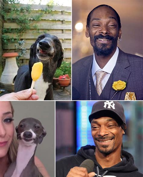 Celebrities and Their Dog Look-Alikes