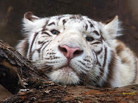 🔥 Free Download Tiger Wallpaper White Head by @philipclark ...