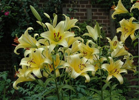 Yellow Oriental Stargazer Lilies Photograph by Tom Wurl - Fine Art America