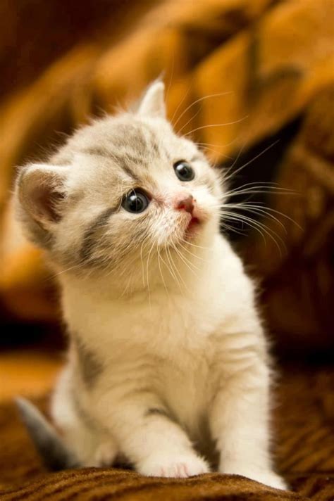 Surprised Kitten - Annie Many