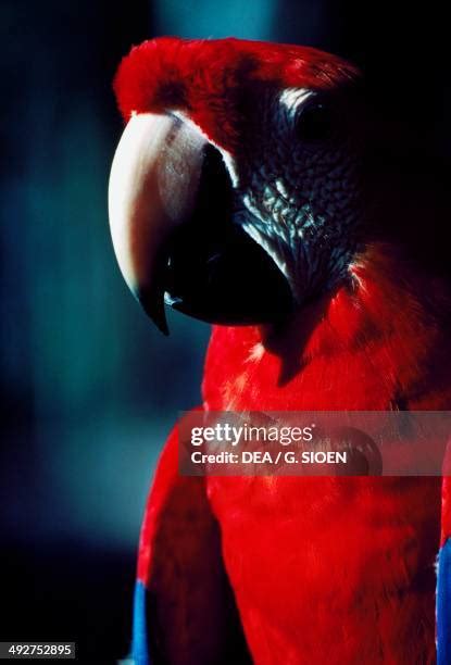 Rainforest Macaw Photos and Premium High Res Pictures - Getty Images