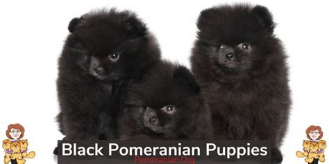 Black Pomeranian Dogs: Complete Breed Information