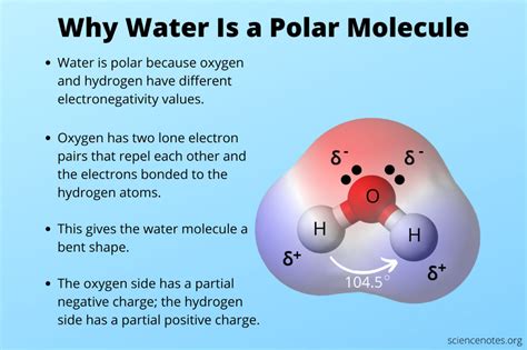 Why Is Water a Polar Molecule? | Water molecule, Molecular geometry ...