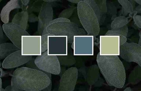 15+ best sage color palette ideas for designers (HEX codes inside ...