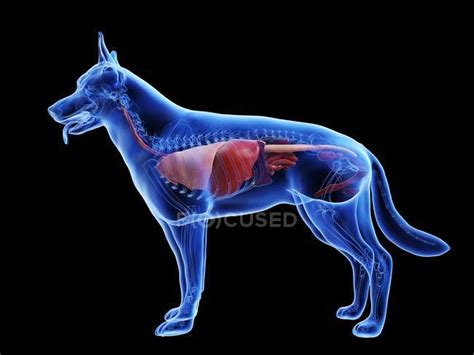 Dog anatomy with visible organs on black background, digital ...