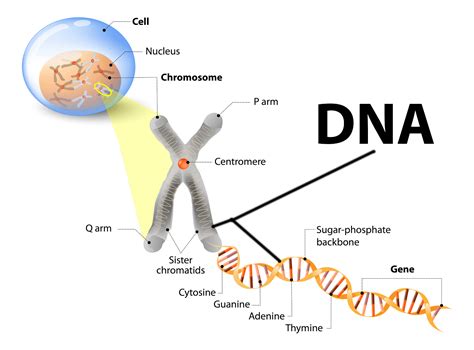 Genes Dna And Chromosomes