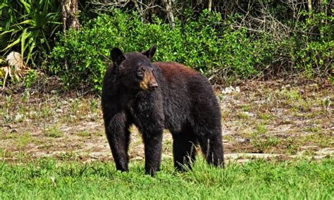 Are There Bears in Florida? - IMP WORLD