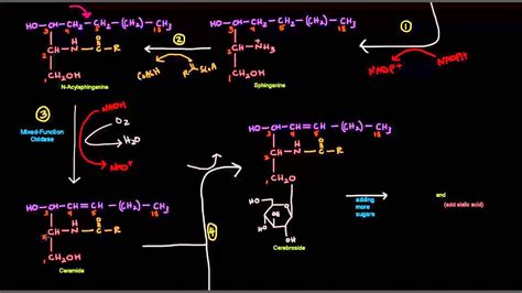 Sphingolipid Synthesis - YouTube