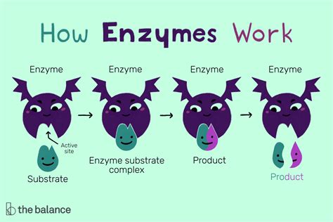 Structure and Function of an Enzyme