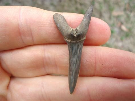 Rare Cretaceous Goblin Shark Tooth | Recently Sold | FOSSILS ...