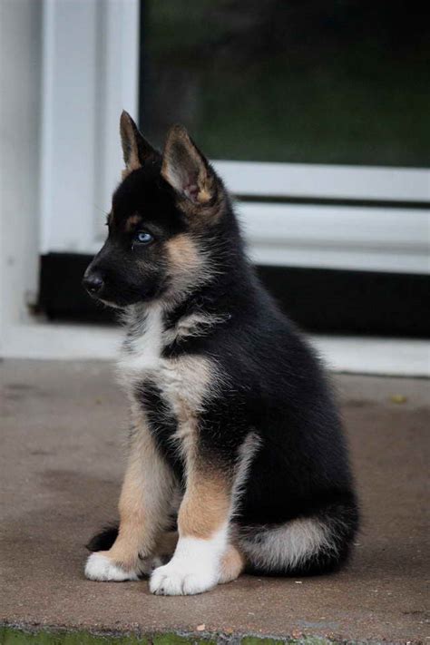 Husky German Shepherd Mix Puppies | PETSIDI