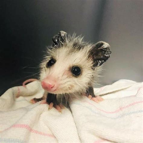 Adorable baby opossum. @Neferast | Cute little animals, Baby opossum ...