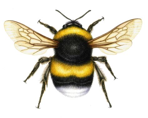 The AOI - Lizzie Harper | Bumble bee art, Bumble bee illustration, Bee ...