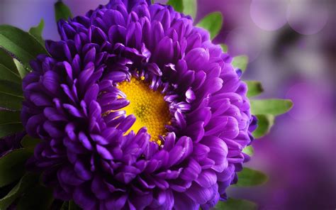 Purple Flowers Wallpapers High Quality | Download Free