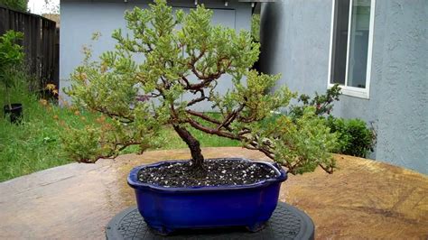 Juniper Bonsai Annual pruning and potting Part 1.mp4 - YouTube