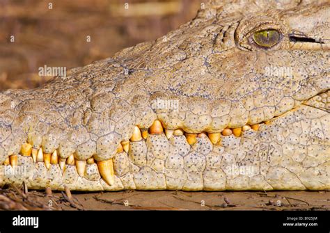 Crocodile showing sharp teeth hi-res stock photography and images - Alamy