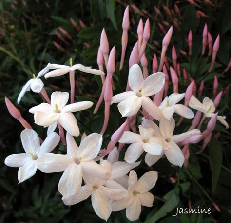 Chinese language Jasmine Plant Care: Develop Jasminum Polyanthum ...