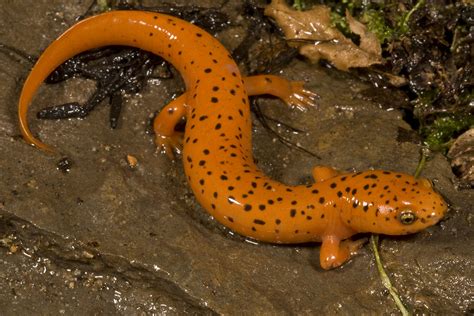 What Do Salamanders Symbolize