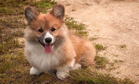 19 Corgi Mixes That Will Make You Audibly "Aww" With Adoration!