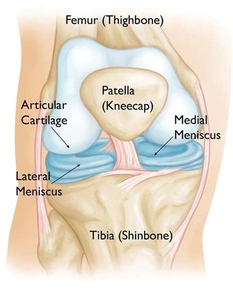 Why your torn Meniscus might be normal | POGO Physio Gold Coast